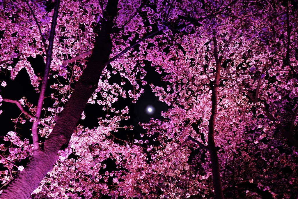 桜並木の隙間から。。。