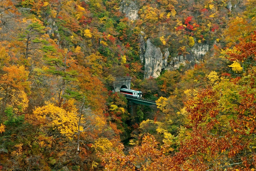今年は行くこと叶わず