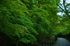 気持ちのいい朝の青紅葉