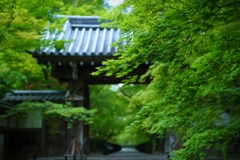 光明寺の青紅葉