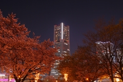 夜桜見物 in Yokohama