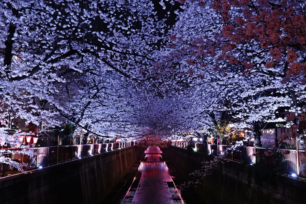 桜過ぎるでしょ！…その①