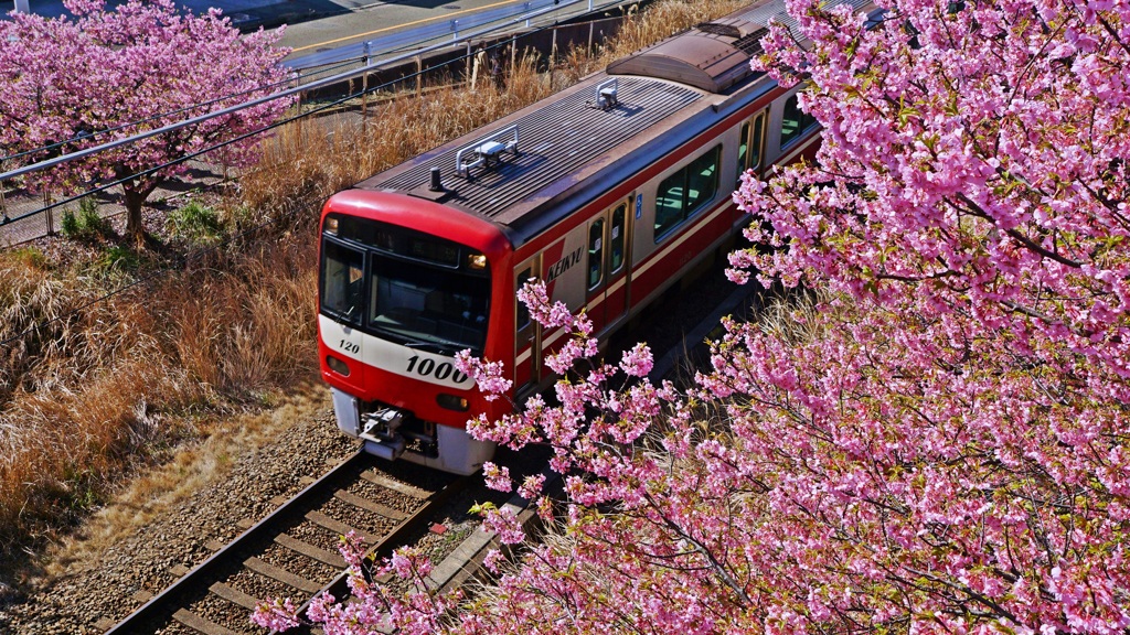 桜の隙間を…