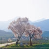 道祖神様を守る桜