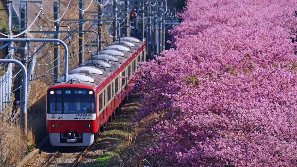 一足お先にお花見です！