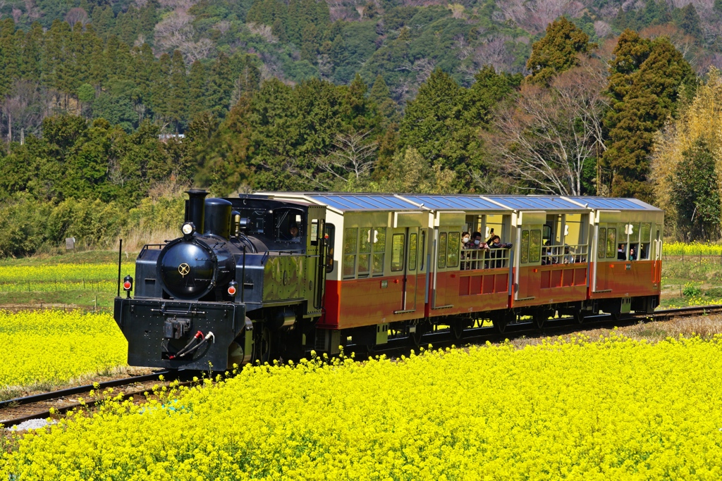 春の里山トロッコ列車
