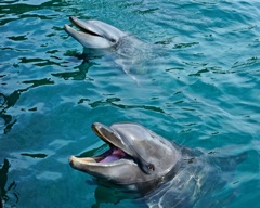 かわいいけど…