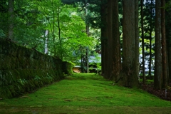 苔の古道