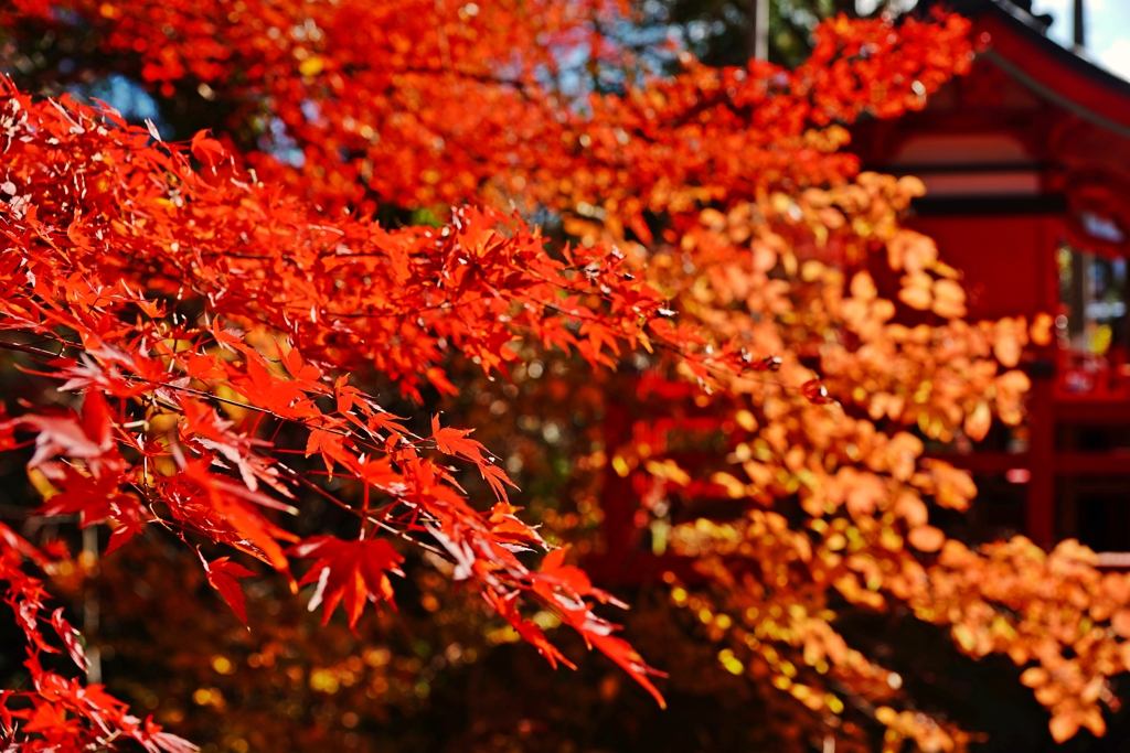 秋、残ってました！