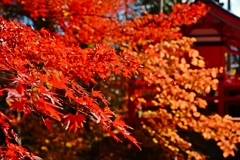 秋、残ってました！