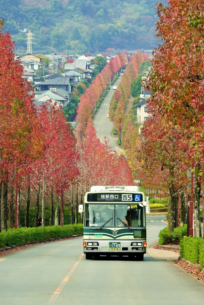 今年の紅葉は？