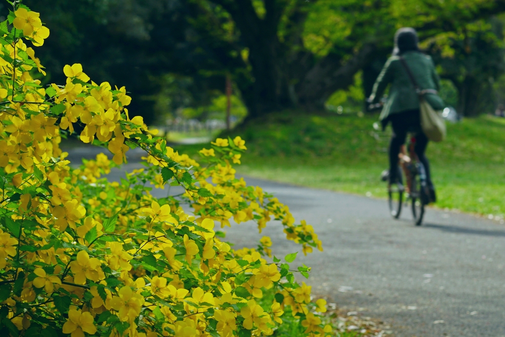 公園をお散歩