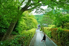 新緑の天龍寺
