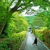 新緑の天龍寺