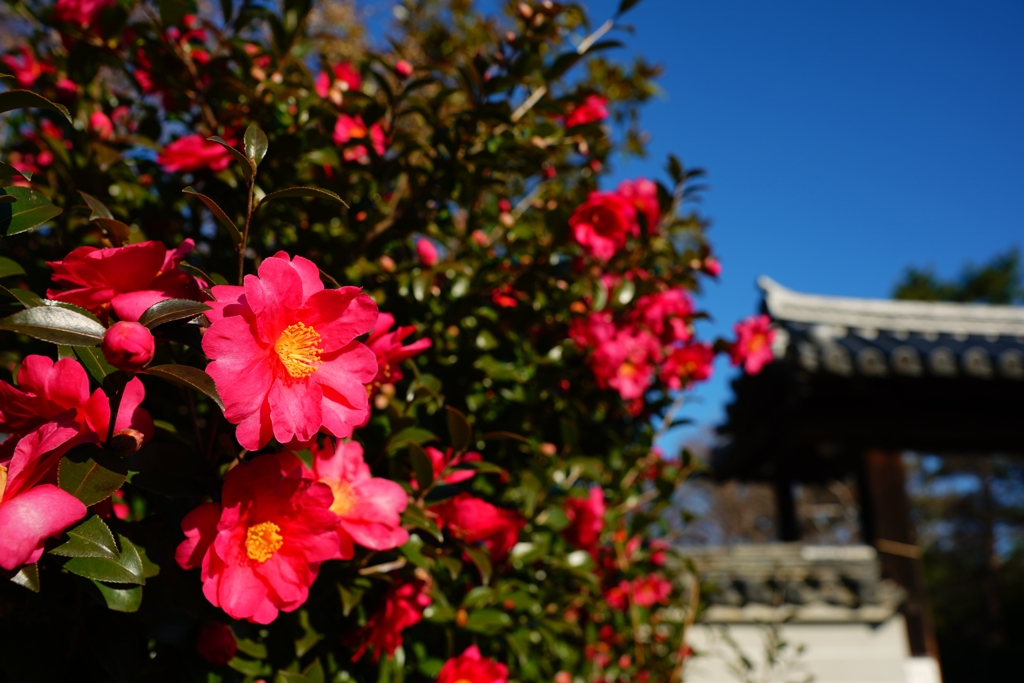 たぶん山茶花です