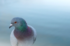 ♪ポッポッポ～鳩ポッ～ポ～