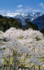 桜と雪山