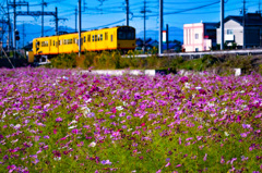 秋桜と黄色い電車