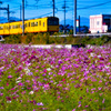 秋桜と黄色い電車