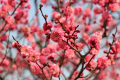 梅の花、下からみるか？横からみるか？