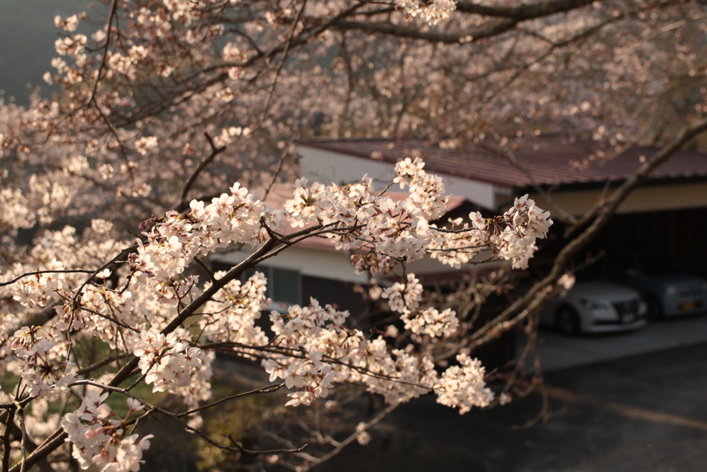 お寺の桜