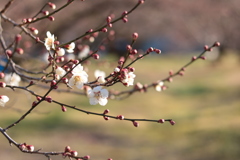 梅の花