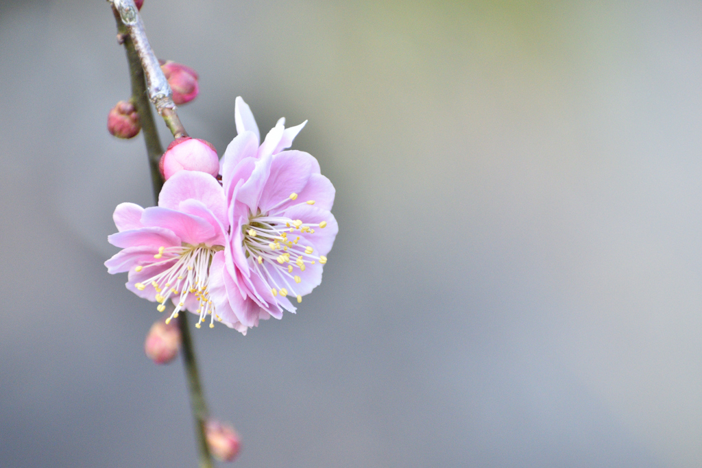 百花の魁育まれ★