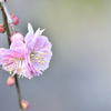 百花の魁育まれ★