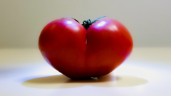 Tomato