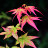 紅葉