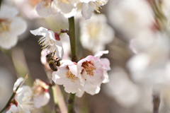 花粉団子を携えて☆