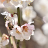 花粉団子を携えて☆