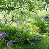 あじさい寺 本光寺に広がる紫陽花