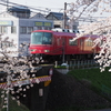 桜と電車