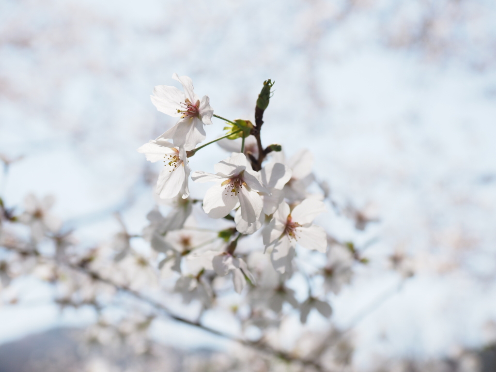 暖かな光に照らされた桜