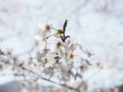 暖かな光に照らされた桜