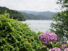 余呉湖の紫陽花 3