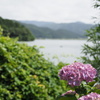 余呉湖の紫陽花 3