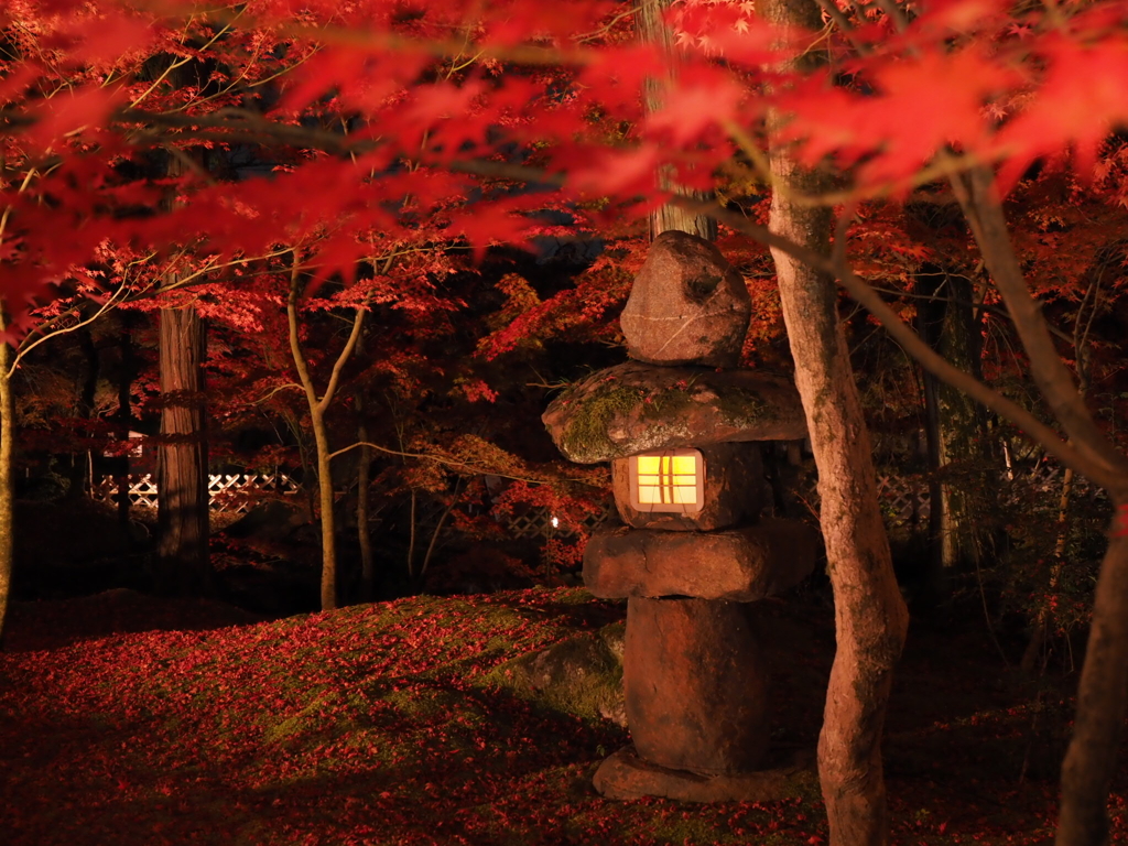 京都 永観堂禅林寺の紅葉 ライトアップ２