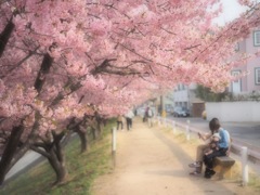 桜と人と