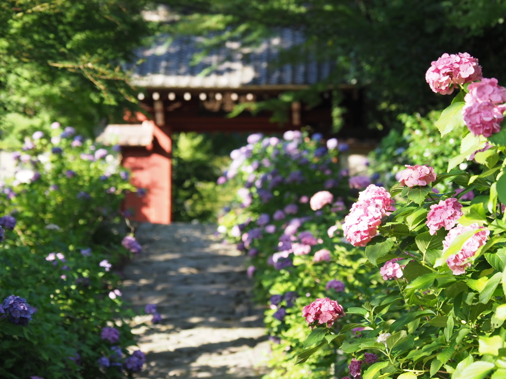 あじさい寺 本光寺の紫陽花