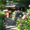 あじさい寺 本光寺の紫陽花