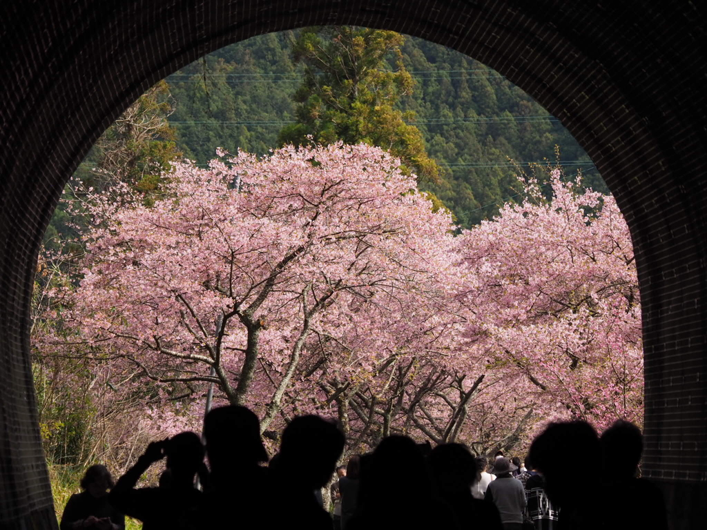 新城市の河津桜4