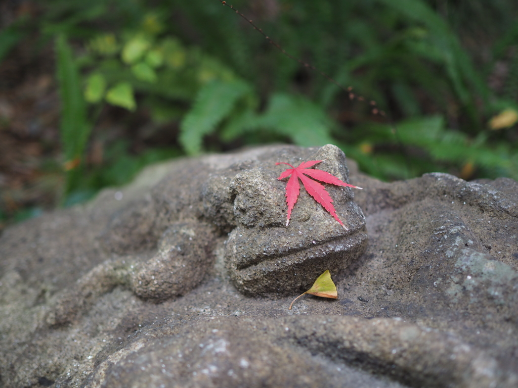 紅葉帽子をかぶる子カエル