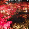 京都 永観堂禅林寺の紅葉 ライトアップ