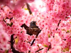 桜でまったりする野鳥
