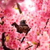 桜でまったりする野鳥
