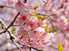 新城市の河津桜3