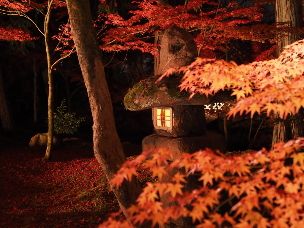 京都 永観堂禅林寺の紅葉 ライトアップ３