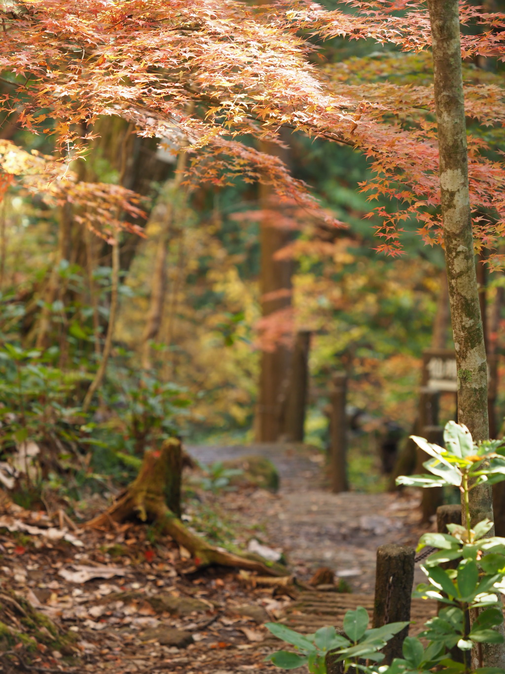 付知峡　不動滝　紅葉